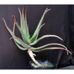 Aloe heybensis one-gallon pots