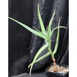 Aloe hildebrandtii one-gallon pots