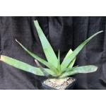 Aloe ikiorum one-gallon pots