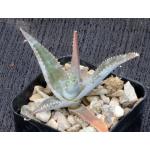 Aloe imalotensis 2-inch pots