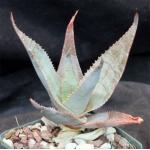 Aloe imalotensis 4-inch pots