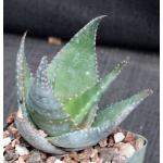 Aloe imalotensis var. longeracemosa 4-inch pots
