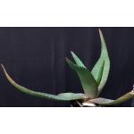Aloe immaculata 5-inch pots