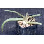 Aloe inamara 2-inch pots