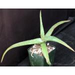 Aloe inamara 4-inch pots