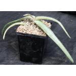 Aloe inamara 5-inch pots