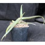 Aloe inamara one-gallon pots