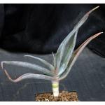 Aloe inermis 5-inch pots