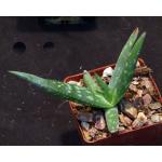 Aloe jacksonii 3-inch pots