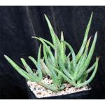 Aloe jacksonii one-gallon pots