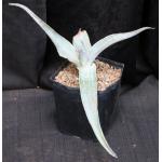 Aloe karasbergensis one-gallon pots