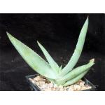 Aloe karasbergensis 5-inch pots