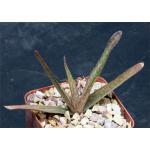 Aloe kilifiensis 4-inch pots