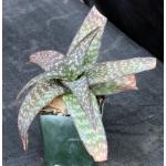 Aloe kilifiensis 4-inch pots