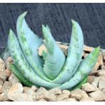 Aloe krapohliana var. dumoulinii 4-inch pots