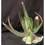 Aloe lateritia var. graminicola (WY 1104) one-gallon pots