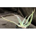 Aloe lavranosii 5-inch pots