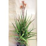 Aloe lensayuensis (WY 1185, Marsabit, Kenya) 2-gallon pots
