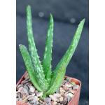 Aloe lensayuensis (WY 1185, Marsabit, Kenya) 3-inch pots