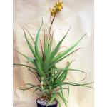 Aloe leptosiphon 2-gallon pots