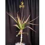 Aloe leptosiphon 3-gallon pots