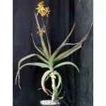 Aloe leptosiphon one-gallon pots
