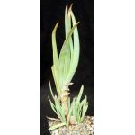 Aloe lineata (Strap Form) 5-inch pots