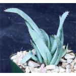 Aloe lineata (Blue Strap Form) 4-inch pots
