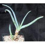 Aloe lineata (Blue Strap Form) one-gallon pots