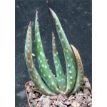 Aloe littoralis 4-inch pots