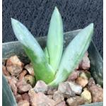 Aloe longistyla 2-inch pots