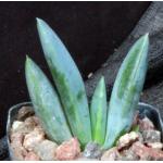 Aloe longistyla 2-inch pots