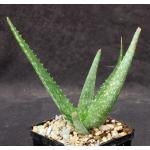 Aloe macleayi 5-inch pots