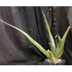 Aloe macrosiphon 5-inch pots