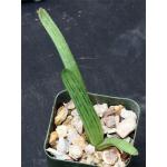 Aloe maculata 2-inch pots