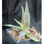 Aloe maculata (variegated) one-gallon pots