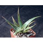 Aloe mcloughlinii (Blue Nile form) 4-inch pots