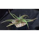 Aloe mcloughlinii one-gallon pots