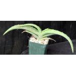 Aloe megalacantha 3-inch pots