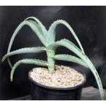 Aloe megalacantha 2-gallon pots