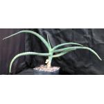 Aloe megalacantha one-gallon pots