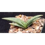 Aloe megalacantha 4-inch pots