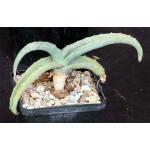 Aloe megalacantha 5-inch pots