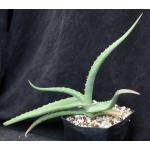 Aloe megalacantha one-gallon pots
