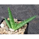 Aloe melanacantha 2-inch pots