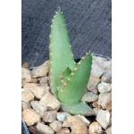 Aloe melanacantha 2-inch pots