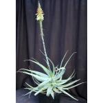 Aloe microstigma 3-gallon pots