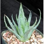 Aloe microstigma x humilis 5-inch pots