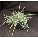 Aloe millotii 5-inch pots