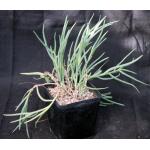 Aloe millotii one-gallon pots